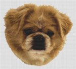 (image for) Red Tibetan Spaniel
